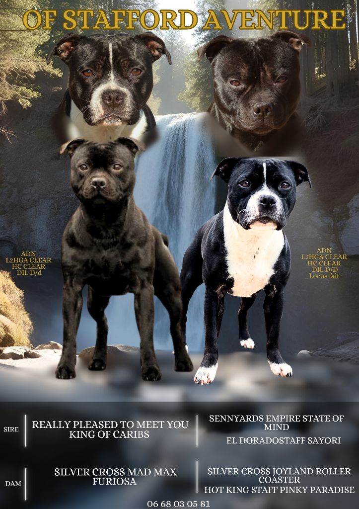 Chiot Staffordshire Bull Terrier of Stafford Aventure