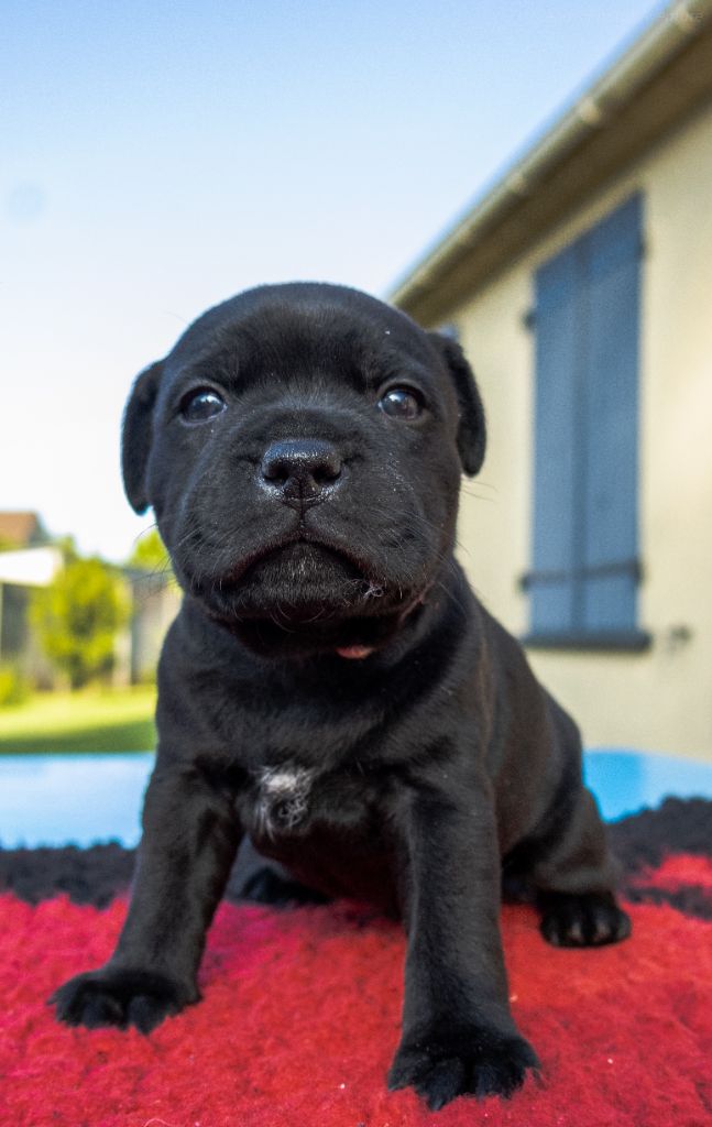 of Stafford Aventure - Chiots disponibles - Staffordshire Bull Terrier