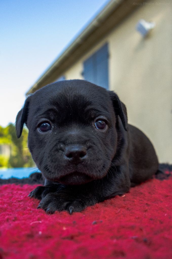of Stafford Aventure - Chiots disponibles - Staffordshire Bull Terrier